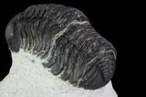 Detailed, Morocops Trilobite - Visible Eye Facets #92318-4